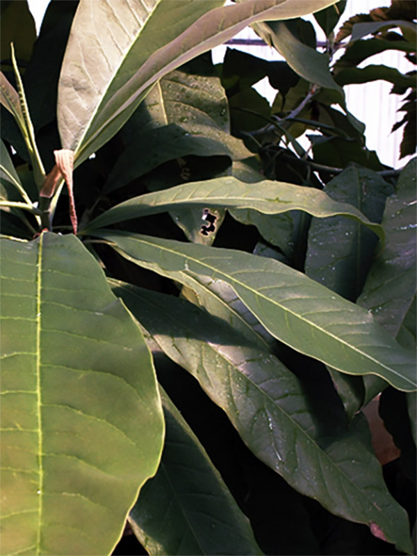  Magnolia garretti, Leaf